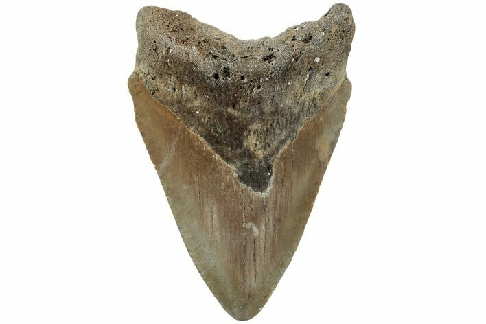 Fossil Megalodon Tooth - North Carolina #219466